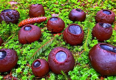 В российских лесах появились грибы Саркосома шаровидная