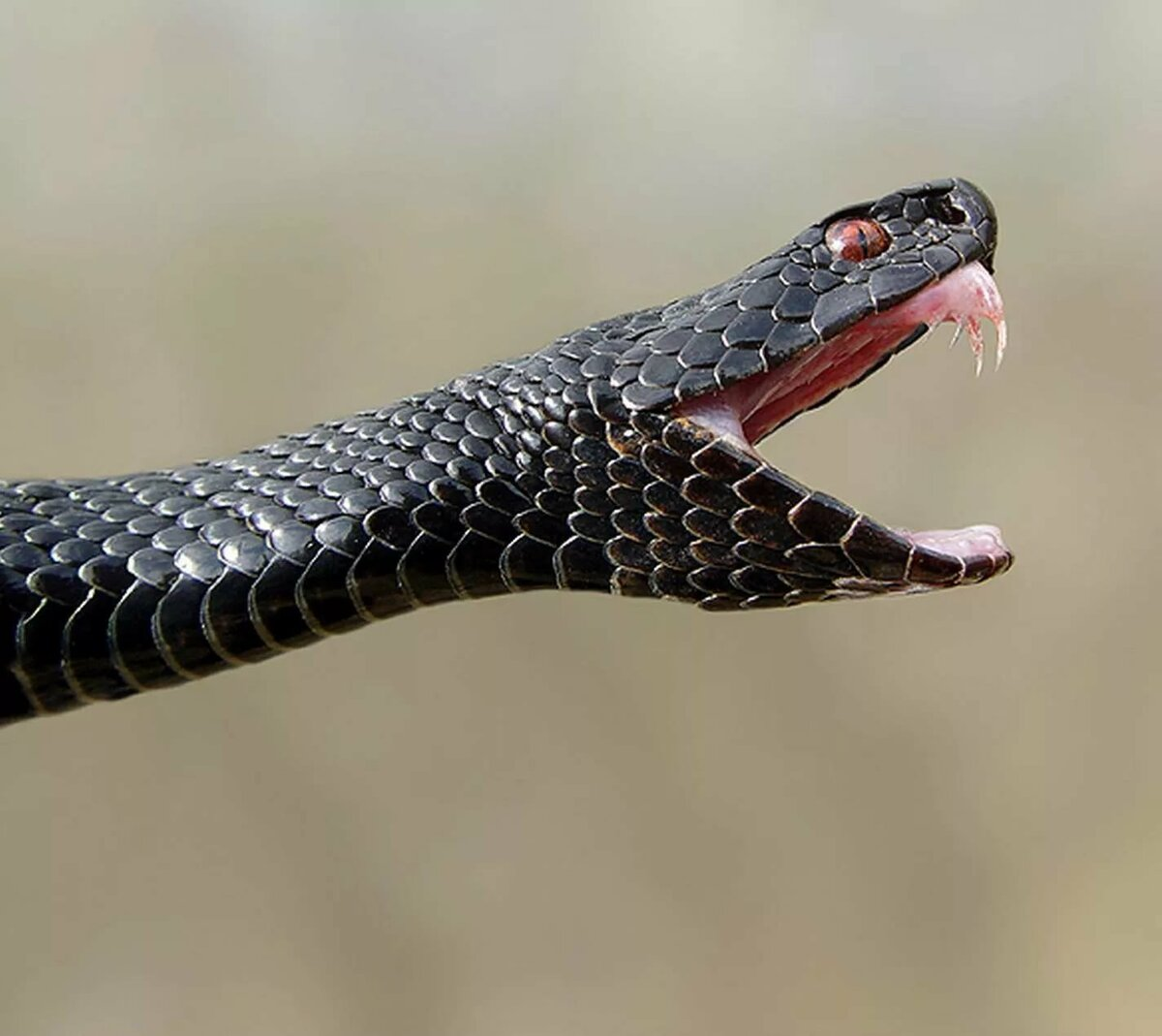 Гадюка Никольского (Vipera nikolskii). Змея гадюка ядовитая. Гадюка Динника. Гадюка обыкновенная черная.