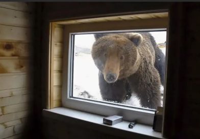 В дом смотрителя парка «Ленские столбы» проник медведь, попавший на видео