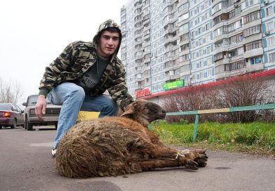 В Петербурге инспекторы нашли каршеринг с мигрантами и живыми баранами