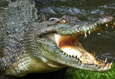 В Австралии крокодил съел прыгнувшего в море из сломавшейся лодки подростка