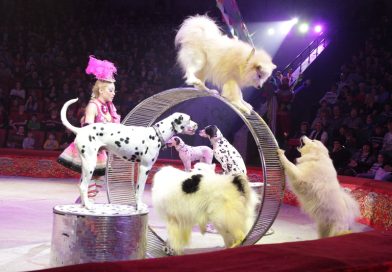 «Газета.Ru»: из-за закрытия номера цирка дрессировщица ищет новых хозяев собакам